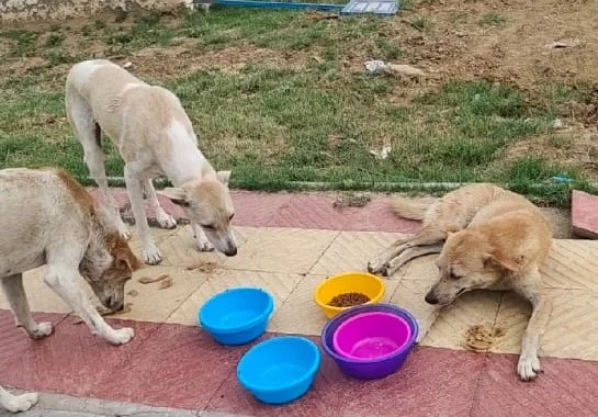 Dogs receiving food and care