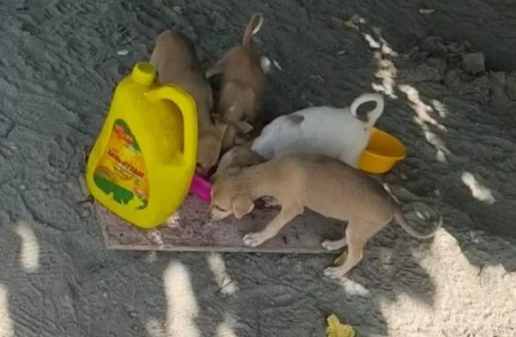 A dog receiving care