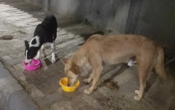 Stray dogs receiving food