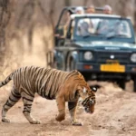 india-wildlife